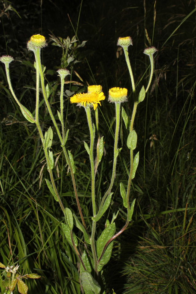 Pulicaria odora / Incensaria odorosa